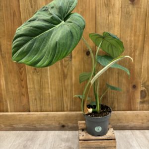Philodendron McDowell (M)