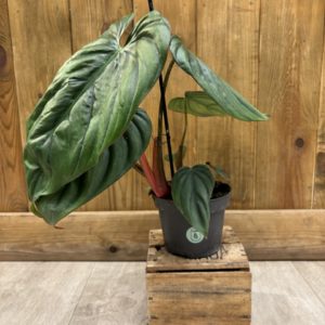 Philodendron SP Colombia (M)