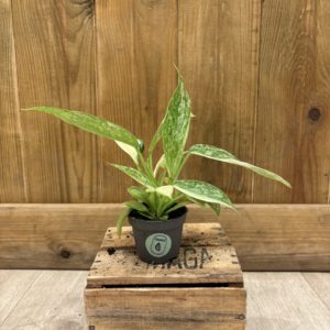 Philodendron Jose Bueno (Baby)