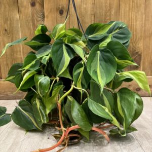 Philodendron Scandens Brazil (XL)