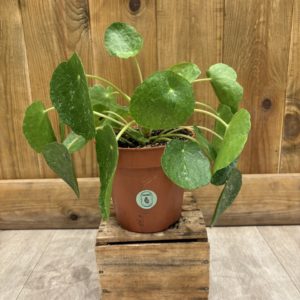 Pilea Peperomioides Sugar (M)