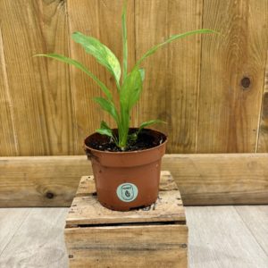 Spathiphyllum Sensation Aurea Variegata (M)