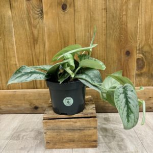 Scindapsus Pictus Trebie (M)