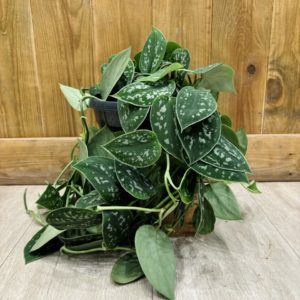 Scindapsus Pictus Argyraeus (XL)