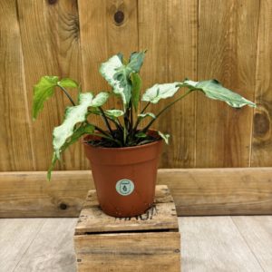Syngonium Podophyllum "Three Kings" (M)