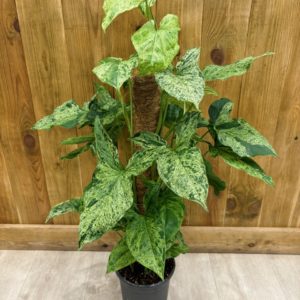 Syngonium Podophyllum Mottled "Mojito" (XL)