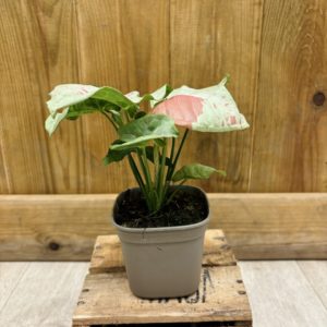 Syngonium Milk Confetti (S) 🇫🇷