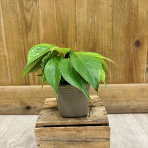 Philodendron Squamiferum (S) 🇫🇷