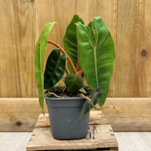 Philodendron Billietiae (S) 🇫🇷