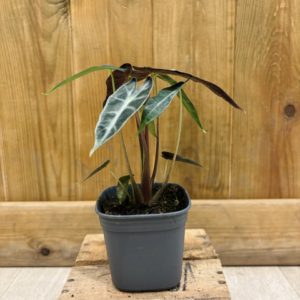 Alocasia Bambino (S) 🇫🇷