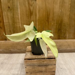 Philodendron Florida Ghost (S) 🇫🇷