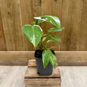 Philodendron White Princess (S) 🇫🇷