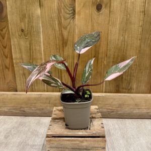 Philodendron Pink Princess Marble (S) 🇫🇷