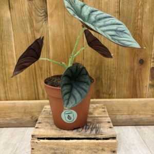 Alocasia Nebula (M)