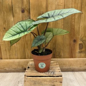 Alocasia Platinum (L)