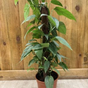 Epipremnum Pinnatum Cebu Blue (XL)