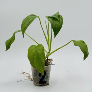 Monstera Obliqua Suriname (Bouture 2)