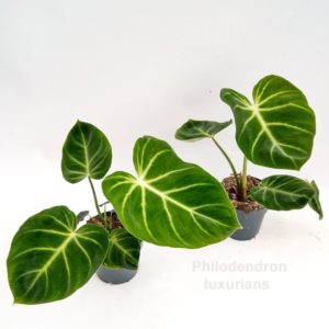 Philodendron Luxurians (L) - Précommande