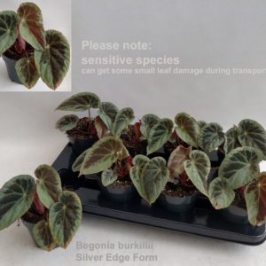 Begonia Burkillii Silver Edge (M) - Précommande