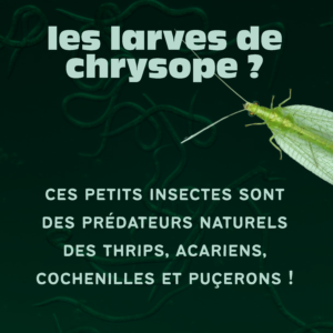 Larves de Chrysopes anti-thrips / cochenilles / acariens / pucerons - Précommande