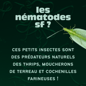 Nématodes anti-thrips et moucherons de terreaux - Précommande