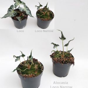 Alocasia Loco Narrow (M) - Précommande