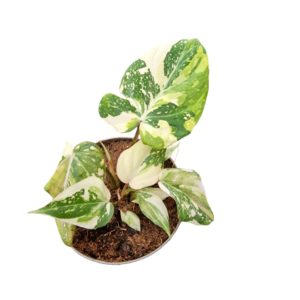 Philodendron Gloriosum Variegata Tricolor (S) - Précommande