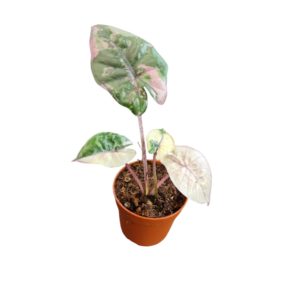 Alocasia Serendipity (Baby) - Précommande