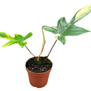 Philodendron Florida Beauty (L) - Précommande