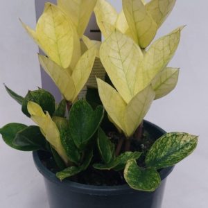 Zamioculcas Zamiifolia Variegata "Chameleon" (L) - Précommande