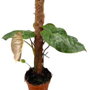 Philodendron Majestic (XL) - Précommande