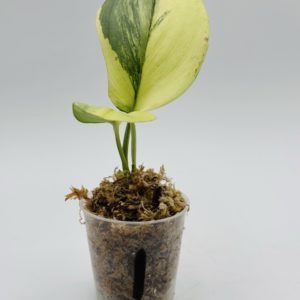 Scindapsus Rubicon Variegata (Bouture de tête 1)