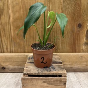 Monstera Burle Marx Flame 2 (S)