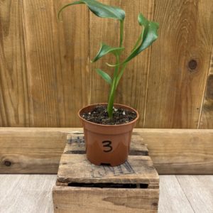 Monstera Burle Marx Flame 3 (S)
