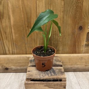 Monstera Burle Marx Flame 5 (S)