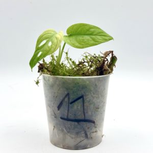 Monstera Adansonii Variegata (Bouture 11)