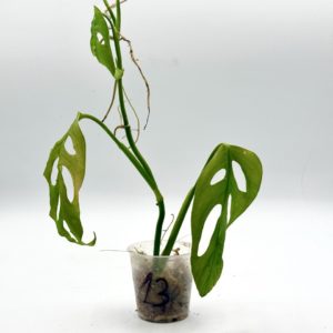 Monstera Adansonii Variegata (Bouture 13)