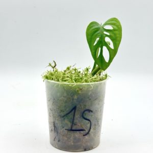 Monstera Adansonii Variegata (Bouture 15)