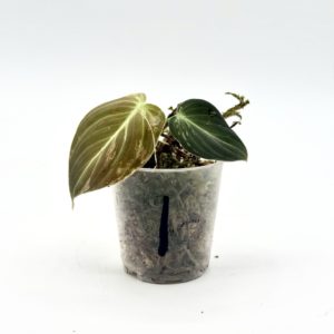 Philodendron Melanochrysum Variegata (Bouture 1)