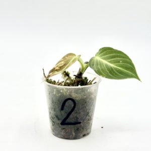 Philodendron Melanochrysum Variegata (Bouture 2)