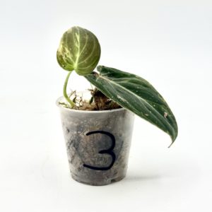 Philodendron Melanochrysum Variegata (Bouture 3)