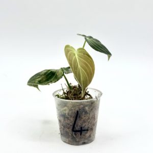 Philodendron Melanochrysum Variegata (Bouture 4)