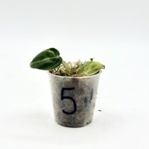 Philodendron Melanochrysum Variegata (Bouture 5)