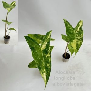 Alocasia Longiloba Albo Variegata (Baby) - Précommande
