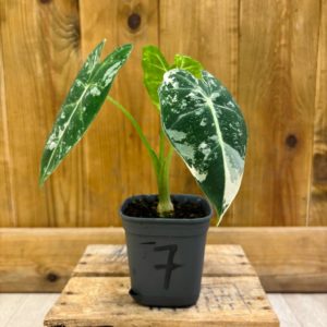 Alocasia Frydek Variegata 7 (S) 🇫🇷