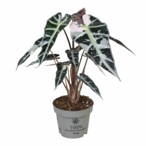Alocasia Bambino Pink Variegata (L) - Précommande