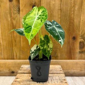 Alocasia Frydek Variegata 8 (S) 🇫🇷
