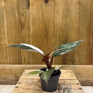 Philodendron Red Anderson (Baby)