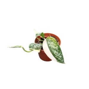 Scindapsus Mayari Variegata (S) - Précommande