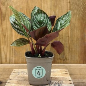 Calathea Sanderiana (S) 🇫🇷
